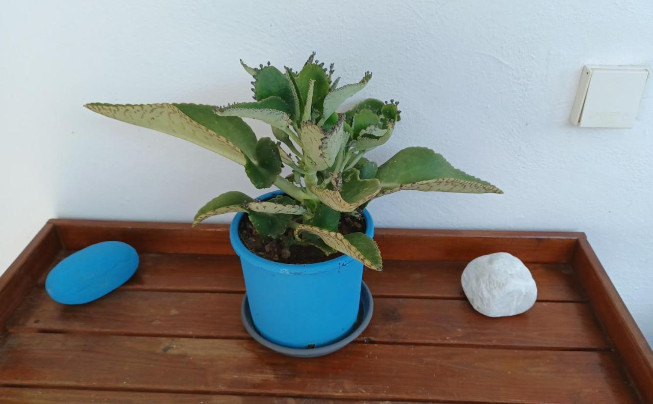 Apartament Island House In - Marathias Elíka